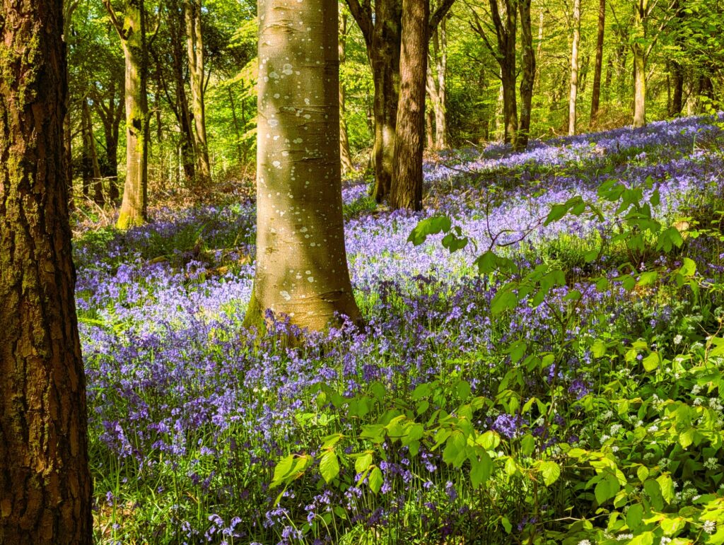Photos from the Bluebell Run 2026